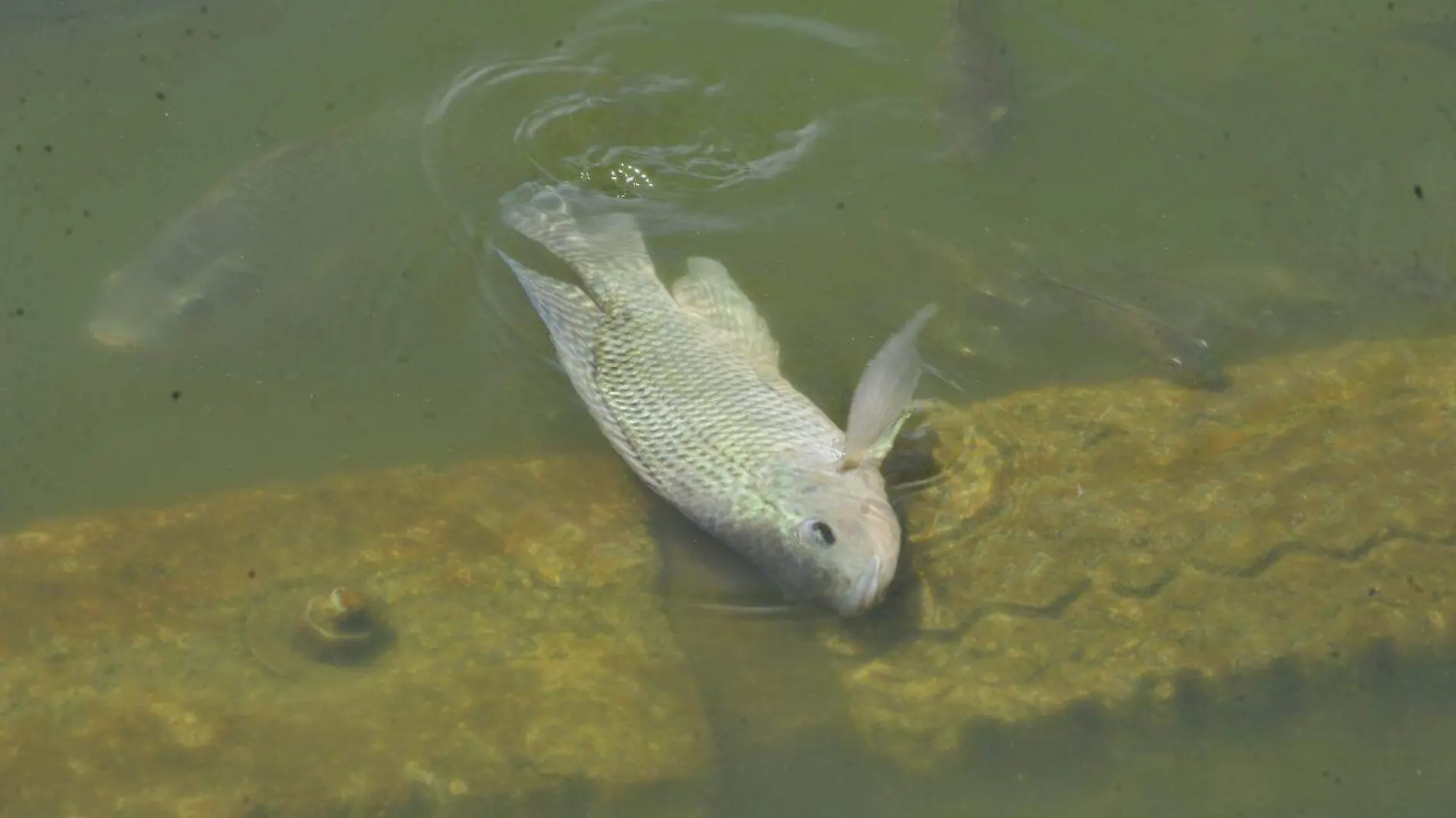 peces chapultepec MAURICIO HUIZAR.2